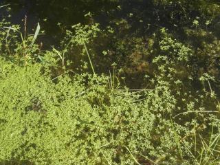 Img.VTax1771.ExN.Img2