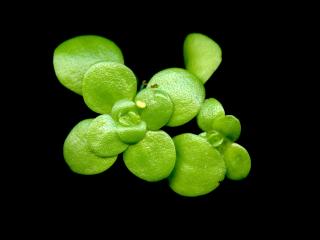 Img.VTax1772.ExN.Img9