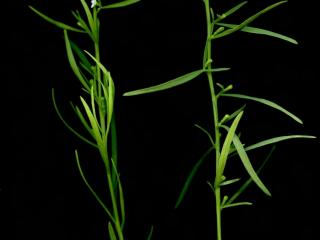 Img.VTax1775.ExN.Img6