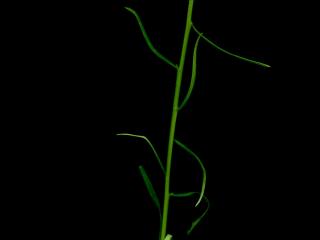 Img.VTax1778.ExN.Img17