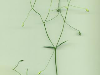Img.VTax1909.ExN.Img1
