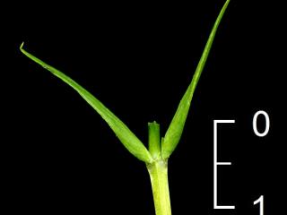 Img.VTax1909.ExN.Img16