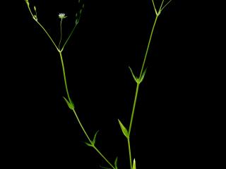 Img.VTax1909.ExN.Img9