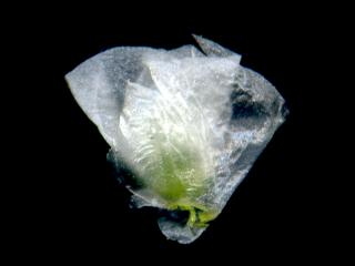 Img.VTax1959.ExN.Img6