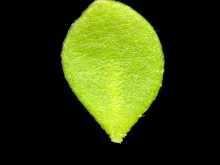 Img.VTax1967.ExN.Img8