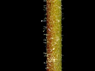 Img.VTax1973.ExN.Img7