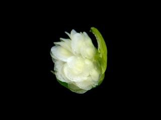 Img.VTax1974.ExN.Img4