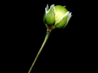 Img.VTax1974.ExN.Img6