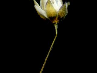 Img.VTax1974.ExN.Img8