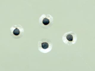 Img.VTax1974.ExN.Img9