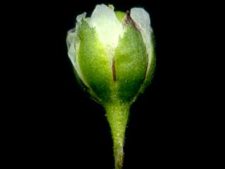 Img.VTax1975.ExN.Img2