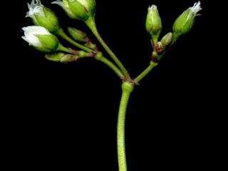 Img.VTax1975.ExN.Img3