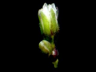 Img.VTax1975.ExN.Img7