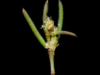 Img.VTax1979.ExN.Img3