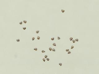 Img.VTax1983.ExN.Img4