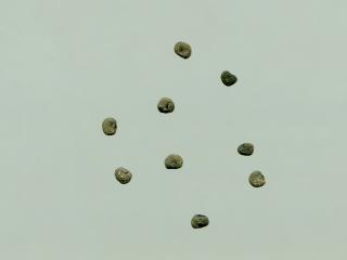 Img.VTax1987.ExN.Img2
