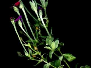 Img.VTax1987.ExN.Img7