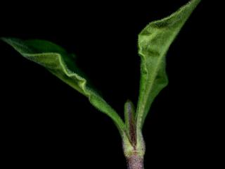 Img.VTax1993.ExN.Img17