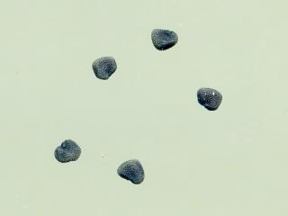Img.VTax1995.ExN.Img14