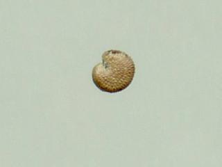Img.VTax1999.ExN.Img5
