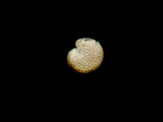 Img.VTax1999.ExN.Img6
