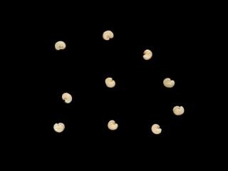 Img.VTax1999.ExN.Img7