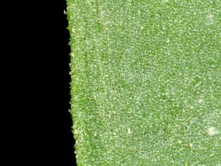 Img.VTax2007.ExN.Img6