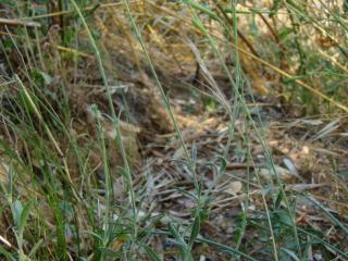 Img.VTax2009.ExN.Img1