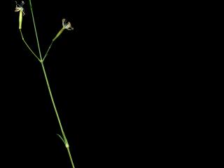 Img.VTax2009.ExN.Img10