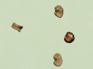 Img.VTax2009.ExN.Img13
