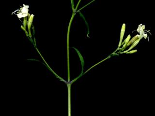 Img.VTax2010.ExN.Img3
