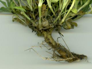 Img.VTax2011.ExN.Img1