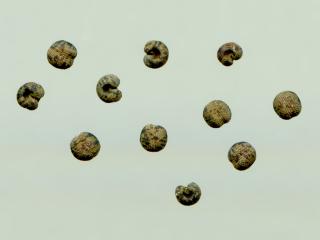 Img.VTax2016.ExN.Img4