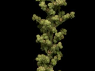 Img.VTax2064.ExN.Img1