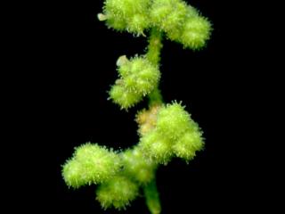 Img.VTax2064.ExN.Img4