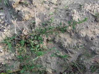 Img.VTax2066.ExN.Img5