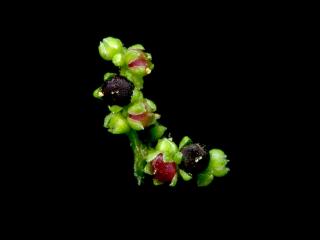 Img.VTax2069.ExN.Img12