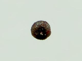 Img.VTax2069.ExN.Img16