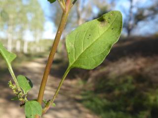 Img.VTax2069.ExN.Img4