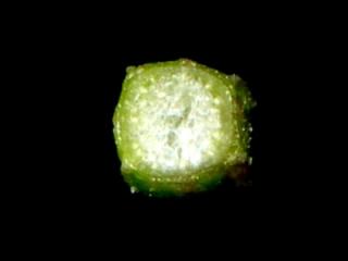 Img.VTax2069.ExN.Img8