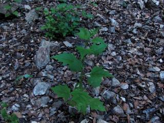Img.VTax2076.ExN.Img2