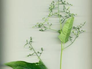 Img.VTax2076.ExN.Img7