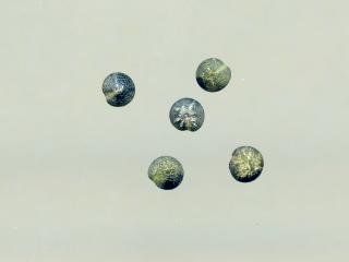 Img.VTax2076.ExN.Img9