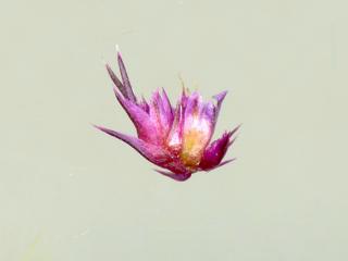 Img.VTax2126.ExN.Img1