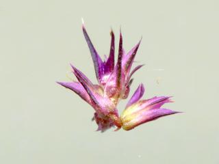 Img.VTax2126.ExN.Img5