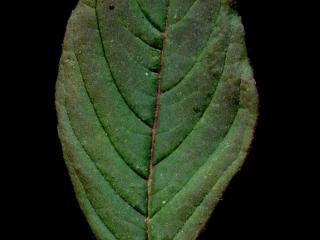Img.VTax2126.ExN.Img6