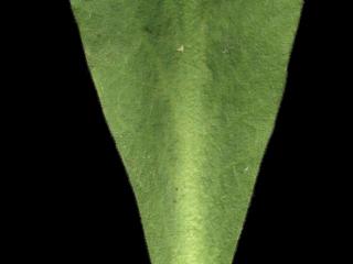Img.VTax2164.ExN.Img1