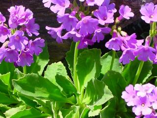 Img.VTax2164.ExN.Img3