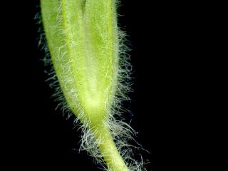 Img.VTax2167.ExN.Img4