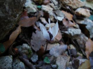 Img.VTax2187.ExN.Img6